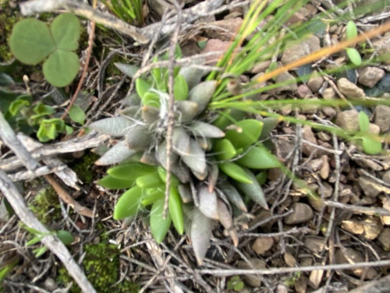 Anacampseros trigona, photographed by Christina