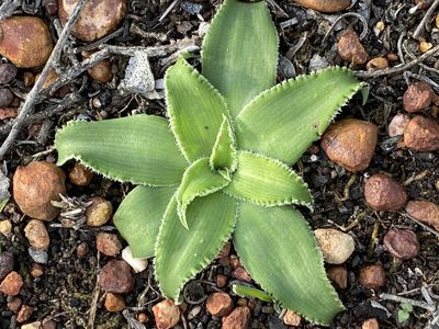 Chlorophytum crispum, photographed by Christina