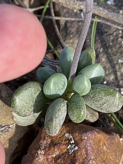 Senecio toxotis, photographed by Christina