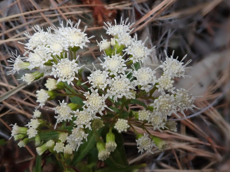 Ageratina paupercula, photographed by Nolan Exe