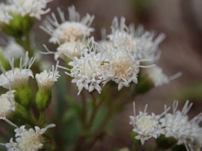 Ageratina paupercula, photographed by Nolan Exe