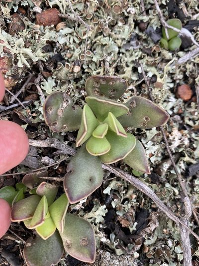 Adromischus caryophyllaceus, photographed by Christina
