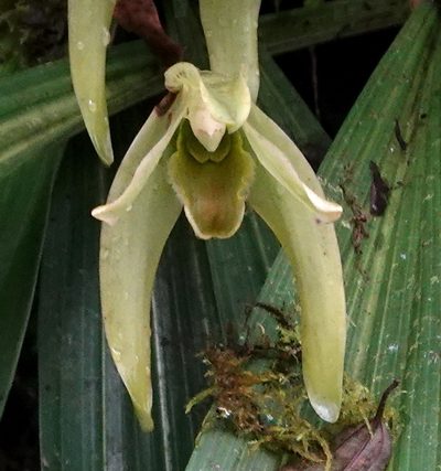 Ida gigantea, photographed by desertnaturalist