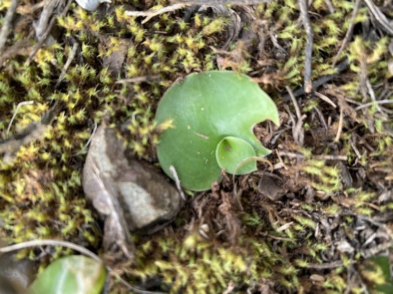 Holothrix burchellii, photographed by Christina