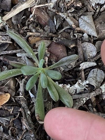 Senecio toxotis, photographed by Christina