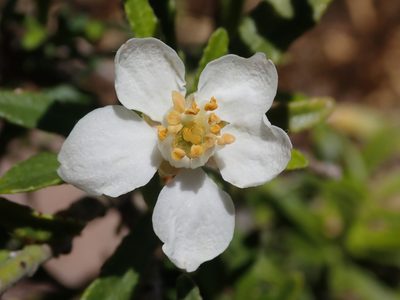 Choisya dumosa, photographed by Nolan Exe