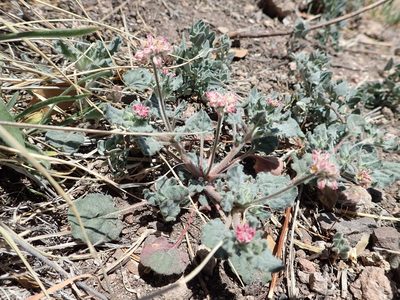 Eriogonum abertianum, photographed by Nolan Exe