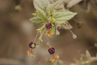 Sidastrum paniculatum, photographed by Ruth Gutiérrez Oliveros