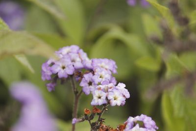 Heliotropium arborescens, photographed by Ruth Gutiérrez Oliveros