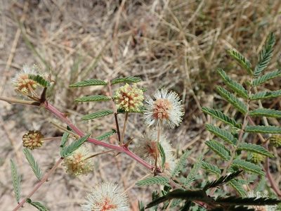 Mimosa grahamii, photographed by Nolan Exe
