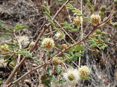 Mimosa grahamii, photographed by Nolan Exe