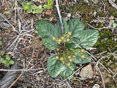 Euphorbia ecklonii, photographed by Christina