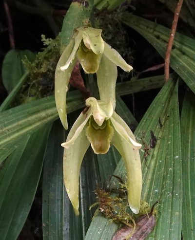 Ida gigantea, photographed by desertnaturalist