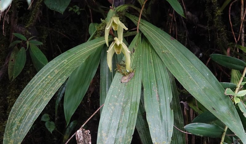 Ida gigantea, photographed by desertnaturalist