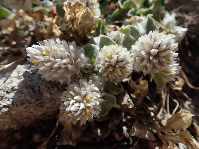 Gomphrena caespitosa, photographed by Nolan Exe
