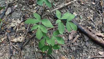 Taenidia integerrima, photographed by John Abrams