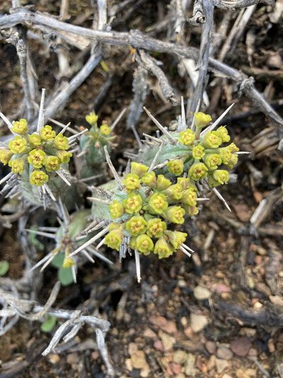 Euphorbia pseudoglobosa, photographed by jeanetteclarke