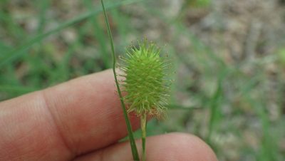 Carex squarrosa, photographed by John Abrams