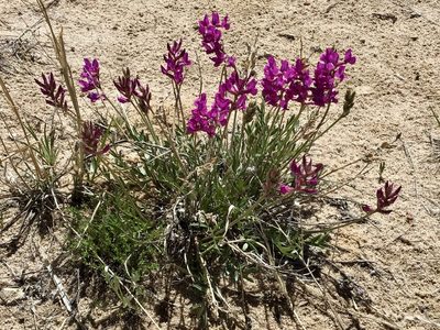 Oxytropis lambertii, photographed by Cheryl McCleary-Catalano