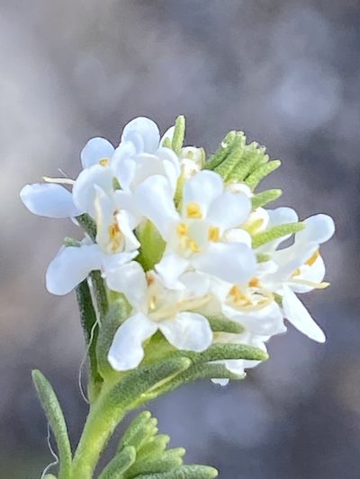 Selago diffusa, photographed by Dave U