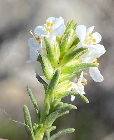 Selago diffusa, photographed by Dave U