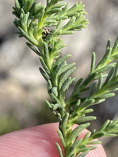 Selago diffusa, photographed by Dave U