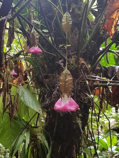 Markea spruceana, photographed by Michael Bakker Paiva