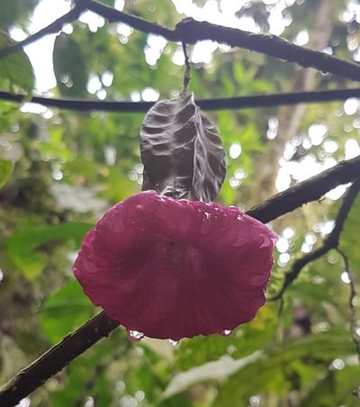 Markea spruceana, photographed by Michael Bakker Paiva