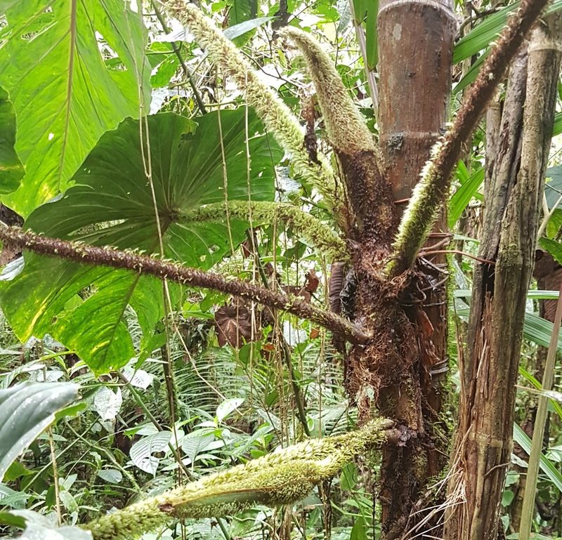Philodendron gualeanum, photographed by Michael Bakker Paiva