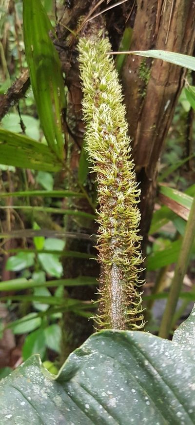 Philodendron gualeanum, photographed by Michael Bakker Paiva
