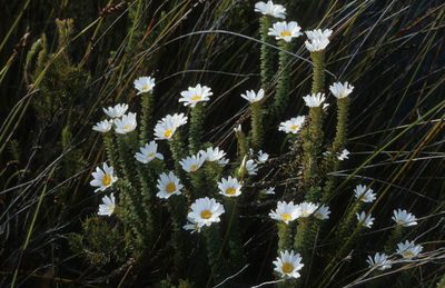 Osmitopsis parvifolia, photographed by Tom Lloyd Evans