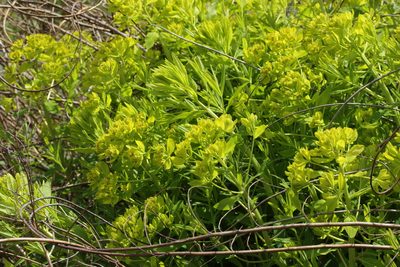 Euphorbia palustris, photographed by Björn Sothmann