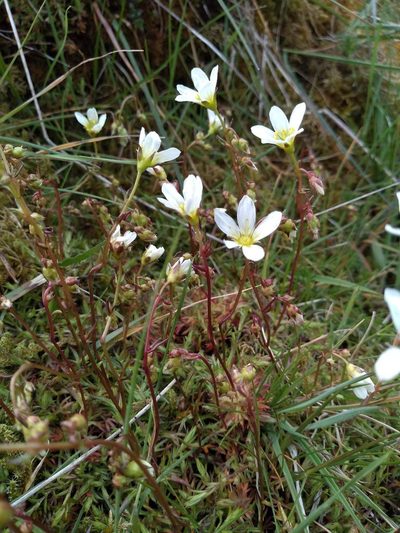 Saxifraga hypnoides, photographed by Karen Fry