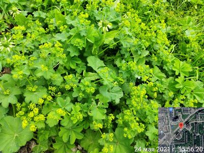 Alchemilla cymatophylla, photographed by Екатерина Гущина