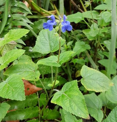 Salvia scutellarioides, photographed by Michael Bakker Paiva