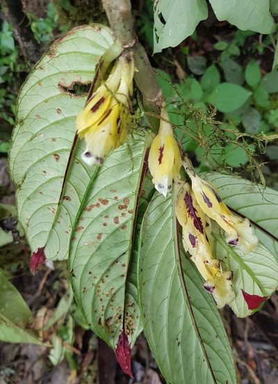 Columnea karstenianum, photographed by Michael Bakker Paiva