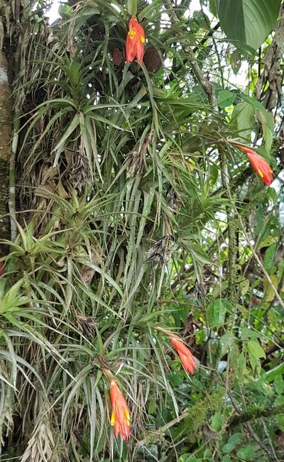 Guzmania angustifolia, photographed by Michael Bakker Paiva