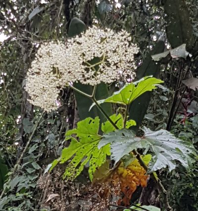 Begonia parviflora, photographed by Michael Bakker Paiva