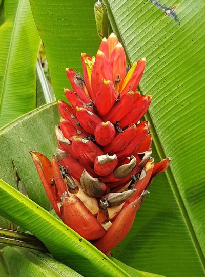 Musa coccinea, photographed by Michael Bakker Paiva