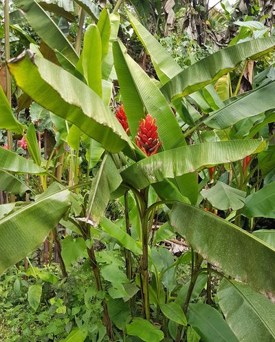 Musa coccinea, photographed by Michael Bakker Paiva