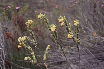 Hermannia trifoliata, photographed by Tom Lloyd Evans