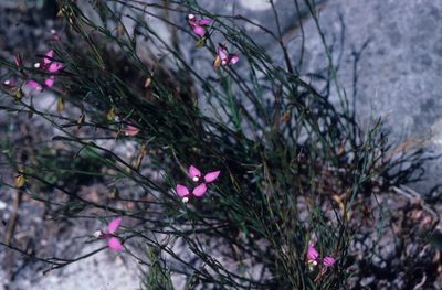 Polygala refracta, photographed by Tom Lloyd Evans