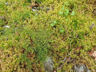 Saxifraga fragosoi, photographed by Adrien BENOIT à la GUILLAUME