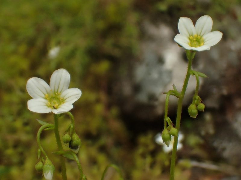 Saxifraga fragosoi, photographed by Adrien BENOIT à la GUILLAUME