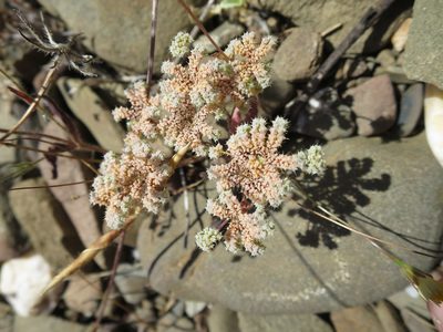Chaetonychia cymosa, photographed by Ricardo Lima