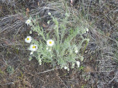 Erigeron pumilus, photographed by dougbrown