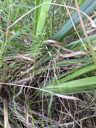 Dianella brevipedunculata, photographed by Nick Swanson