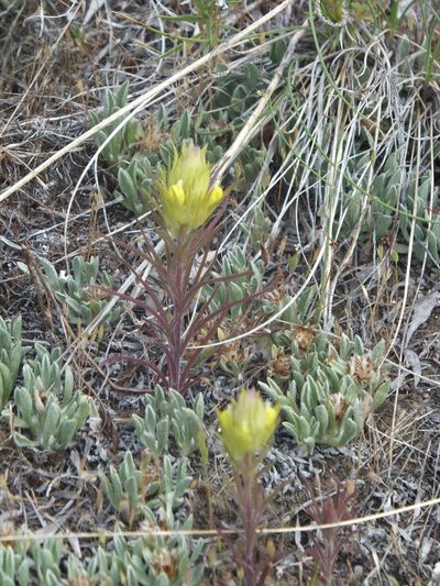 Orthocarpus barbatus, photographed by dougbrown