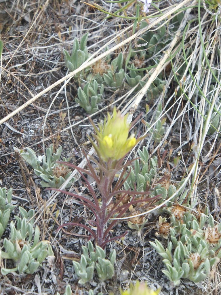 Orthocarpus barbatus, photographed by dougbrown