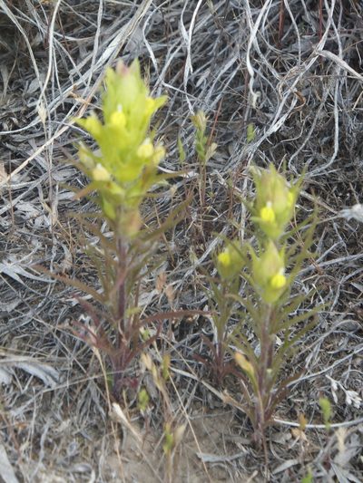 Orthocarpus barbatus, photographed by dougbrown